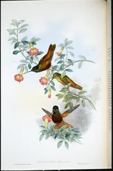Estrela dourada (Helianthea Eos) (litho colorido à mão)