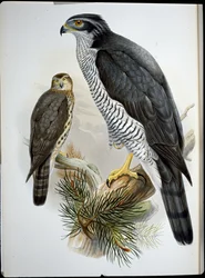Goshawk (Astur Palumbarius) (litho colorido à mão)