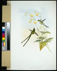 Graceful Train-bearer (lesbia gracilis) (litho colorido à mão)