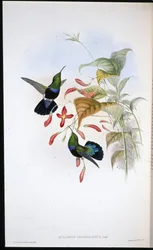 Eulampis Chlorolaemus (Eulampis Chlorolaemus) (litho colorido à mão)