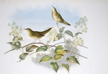 Gafanhoto Warbler (Locustella Auicula) (litho colorido à mão)