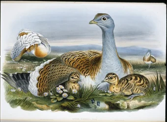 Great Bustard (Otis Tarda) (cor de mão litográfica)