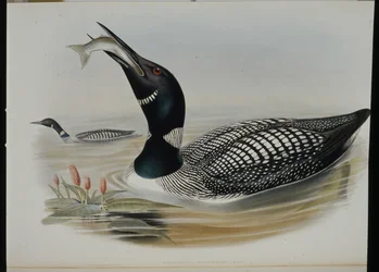 Grande Mergulhador do Norte (Colymbus Glacialis) (litho colorido à mão)