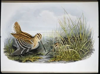 Great Snipe (Gallinaco Major) (litho cor de mão)
