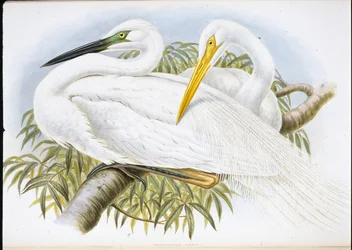 Grande Garça Branca (Herodias Alba) (Litho colorido à mão)