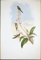 Eremita-de-cauda-verde (Phaethornis viridicaudata)