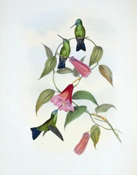 Safira Verde & Azul (eucephala smaragdocaerulea) (litho colorido à mão)