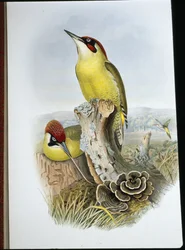 Pica-pau verde (Gecinus Viridis) (litho colorido à mão)