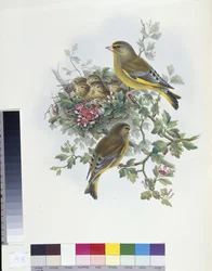 Greenfinch (Ligurinus chloris) (litho colorido à mão)