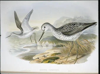 Greenshank (Glottis Canescens) (litho colorido à mão)