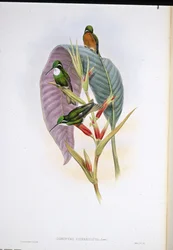 Beija-flor-de-cauda-cinzenta (Oreopyra cinereicauda)