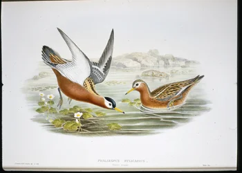 Falarope Cinzento (Phalaropus Fulicarius) (cor da mão)