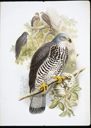Honey Buzzard (Pernis Apiuorus) (Litho colorido à mão)