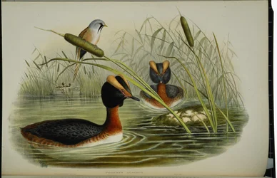 Grebe de cornos (Podiceps Auritus) (litho colorido à mão)