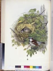 House Sparrow (Passer domesticus) (litho colorido à mão)