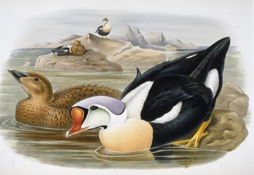 King Duck (Somateria Spectabilis) (litho colorido à mão)