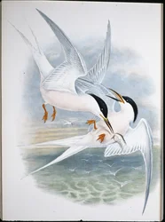 Kite of Glead (Milvus Regalis) (Litho colorido à mão)