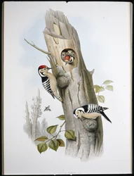 Pica-pau-pequeno (Picus Minor) (litho colorido à mão)