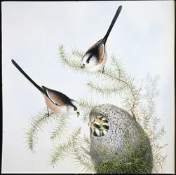 Chapim-rabilongo (Mecistura caudata)
