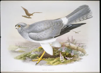 Marsh Harrier (Circus Aeruginosus) (litho colorido à mão)