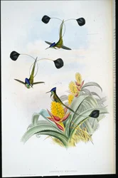 Beija-flor Maravilhoso (Loddigesia Mirabilis) (cor da mão)