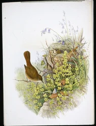 Rouxinol (litho colorido à mão)
