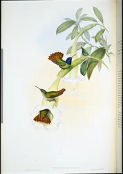 Colibri-beija-flor (Chrysuronia oenone) (cor da mão)