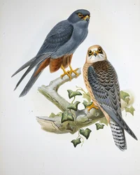 Hobby de pernas laranja (Erythropus Vespertinus) (Litho de cor de mão)