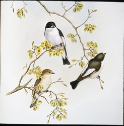 Pied Flycatcher (Muscicapa Atricapilla) (litho colorido à mão)