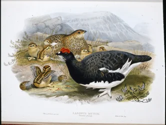 Ptarmigan (Lagopus Mutus) (Lagopus Mutus) (Litho colorido à mão)