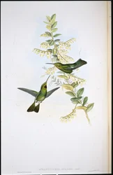 Pássaro de garganta-preta (Aphantochroa Gularis) (litho colorido à mão)