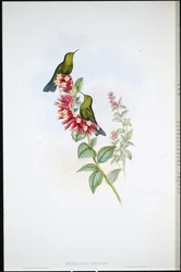 Beija-flor-de-cauda-púrpura (Metallura Williami)