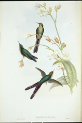 Beija-flor-cometa-de-cauda-púrpura (Sparganura glyceria)