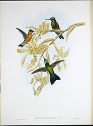 Beija-flor de garganta roxa (Oreopyra Calolaema) (litho colorido à mão)