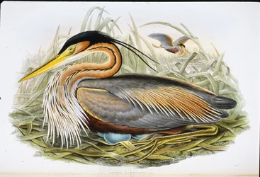 Ardea Purpurea (Ardea Purpurea) (cor da mão)