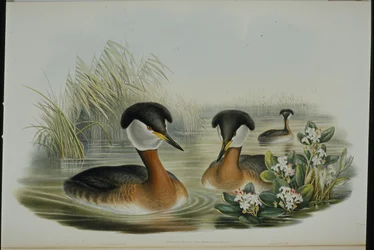 Grebe de pescoço vermelho (Podiceps Rubricollis) (litho de cor de mão)