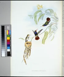Safira de garganta vermelha (hylocharis sapphirinus) (litho colorido à mão)