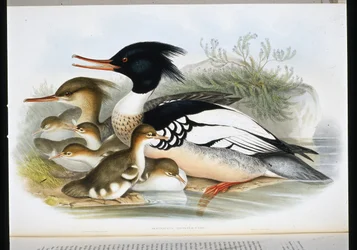 Mergansador de Peito Vermelho (Mercus Serrator) (litho de cor de mão)