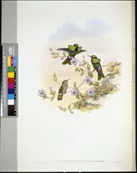 Roraima Coquette (lophornis pavoninus) (litho colorido à mão)
