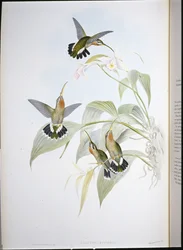 Eremita do Rucker (Glaucis Ruckeri) (litografia colorida à mão)