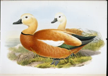 Ruddy Shelldrake (Casaraca Rutila) (litho de cor de mão)