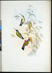 Rufous Flame-bearerer (selasphorus rufus) (litho colorido à mão)