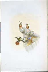 Beija-flor Coquette de Salvin (Lophornis Adorabilis) (litho de cor de mão)