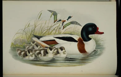 Shell Duck (Tadorna Vulpanser) (litho colorido à mão)