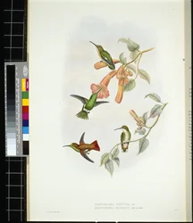 Raio de Sol Brilhante (aglaeactis cupreipennis) (litho colorido à mão)