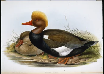 Shoveller (Espátula Clypeata) (Litho colorido à mão)