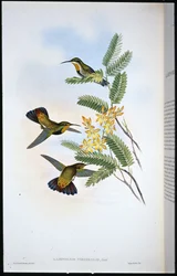 Sombre Sabre-wing (Campylopterus Obscurus) (asa de Sabre de cor de mão)