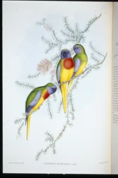 Esplêndido Periquito de Relva (euphema splendida) (litho cor de mão)