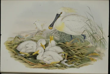 Spoonbill (Platalea Leucorodia) (litografia colorida à mão)