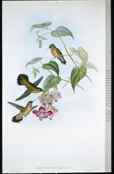 Adelomyia maculata (Adelomyia Maculata) (litografia colorida à mão)
